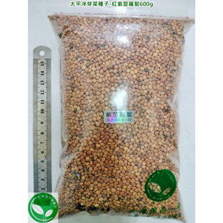 【太平洋芽菜種子】紅紫莖蘿蔔種子600g約60000顆-美國進口葉用小蘿蔔-可水耕/土耕/煮食-三日苗/綠拿鐵/生菜種子