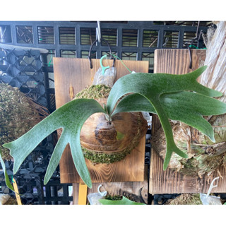 鹿角蕨P.Banna #A亞成株（上板)-療癒-文青、蕨類植物、雨林植物-IG網紅-觀葉-室內植物-天南星-觀葉