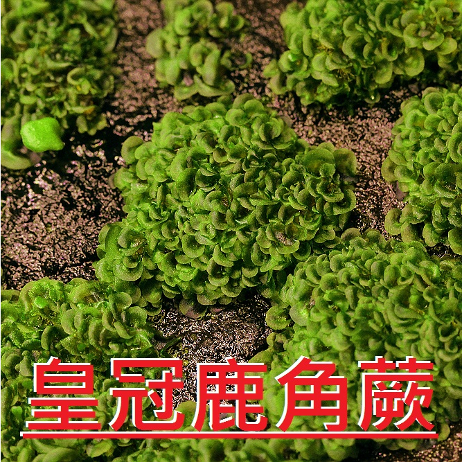 ✨KAI鹿角蕨👍【22-皇冠鹿角蕨 P. Coronarium】💚孢子苗(配子體)。(原價380)→優惠188元。(附花