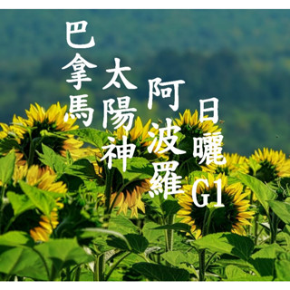 (2024豆貌佳) 獵豆工坊🐆 中美洲 巴拿馬 太陽神 阿波羅 日曬 咖啡生豆 500G