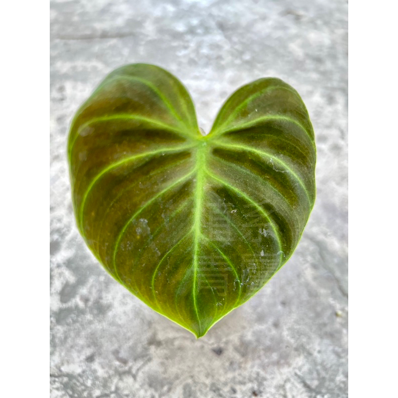 植系青屬-巧克力紅蔓綠絨/觀葉植物/三吋盆