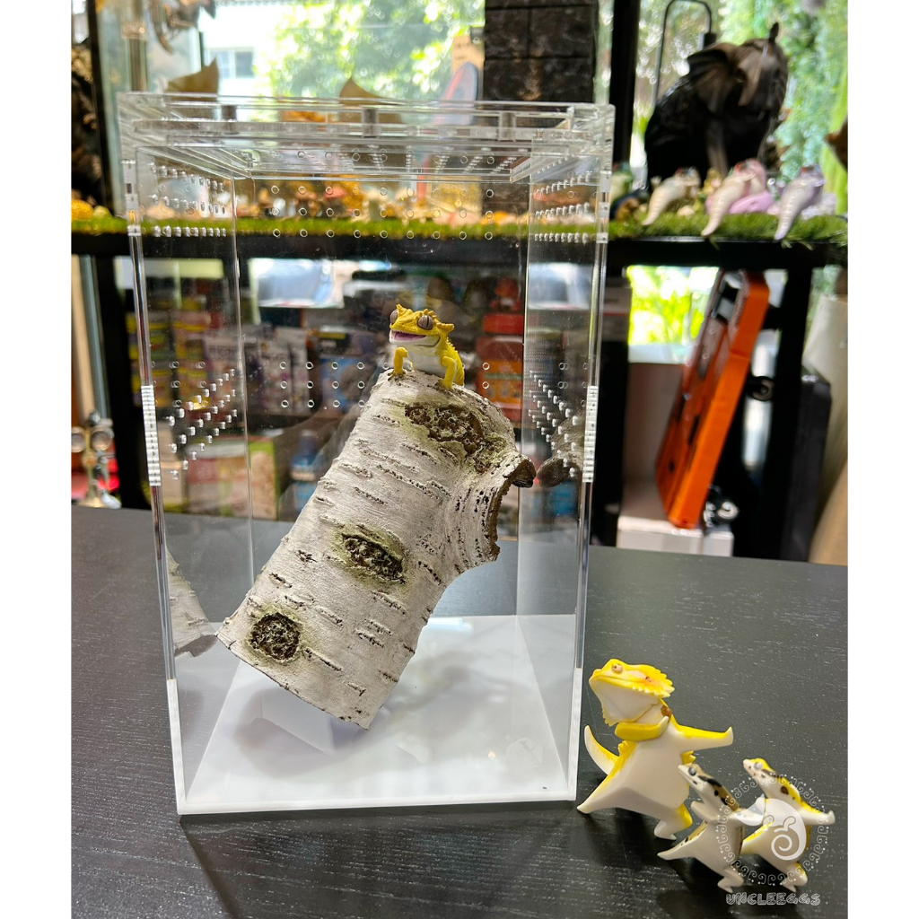 蛋叔叔-LD-壓克力飼養箱(樹棲型)/睫角守宮/巨人守宮/寵物箱/爬蟲箱/紅眼樹蛙/變色龍/螳螂/昆蟲箱/跳蛛/蜘蛛