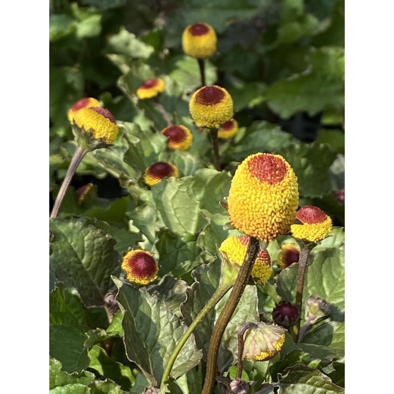 慕花坊  六神草（鐵拳頭）