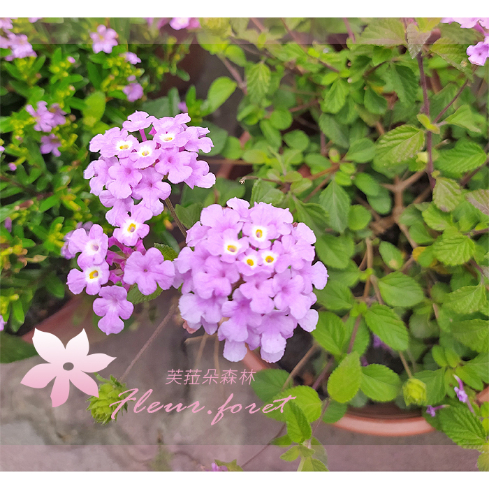 芙菈朵森林 馬櫻丹 紫花馬櫻丹 蔓性馬櫻丹 香花植物 綠籬植物 花苗 袋苗