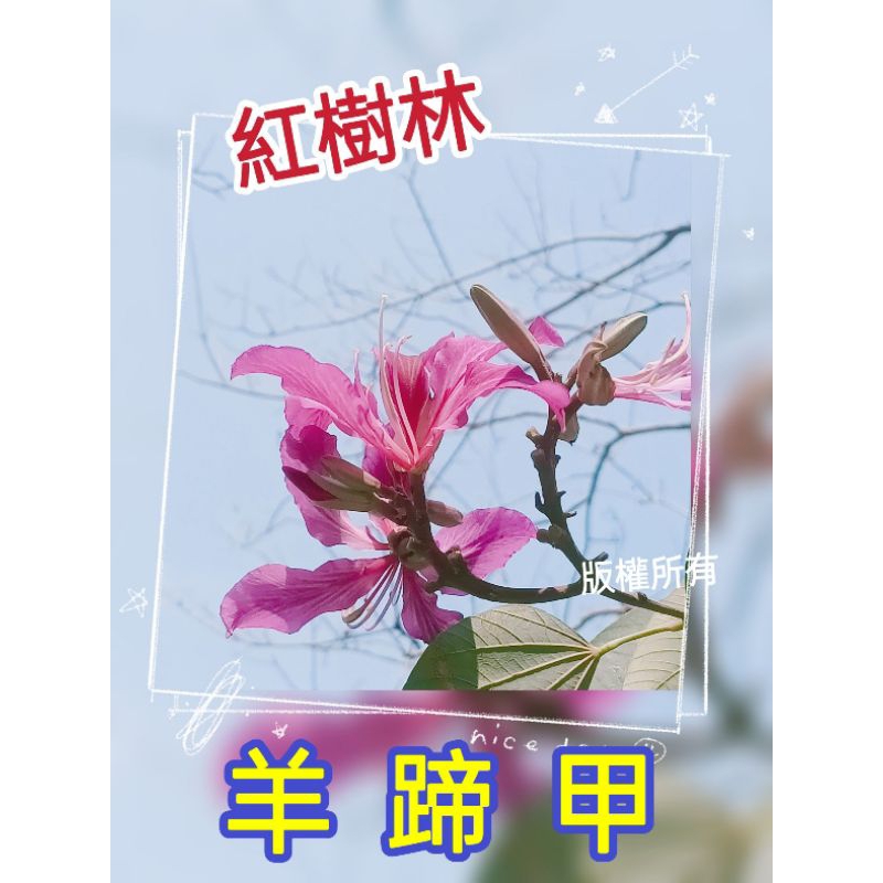 【紅樹林】羊蹄甲(洋紫荊) 種子~1份35粒