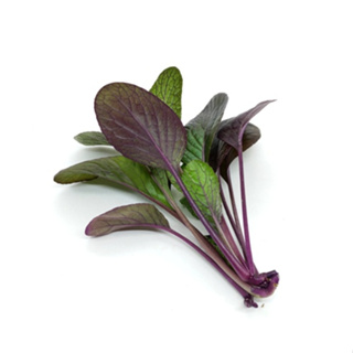 紫貴婦小白菜種子~Purple Lady Bok Choy~顏色漂亮，優良生菜食材