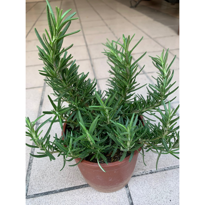 青山苗木園藝～迷迭香5吋15-20公分$120