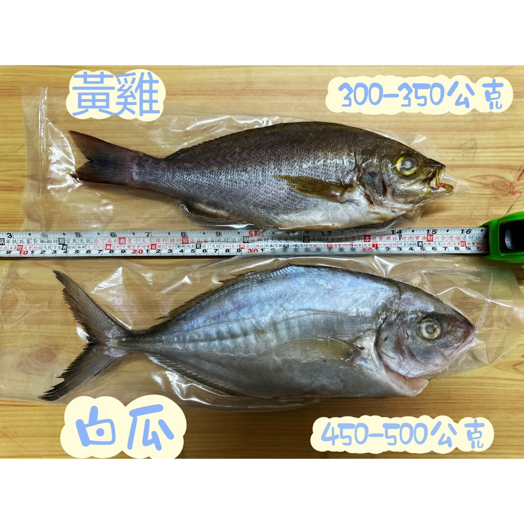 (尚未開通冷凍配送 暫勿下單)澎湖鮮魚海鮮水產白瓜魚黃雞魚
