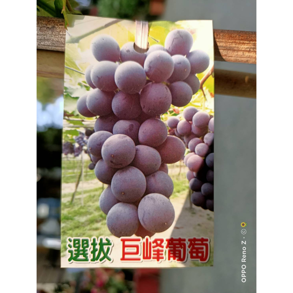 花巷-巨峰葡萄/葡萄品種/水果苗/5吋