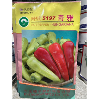 原包裝 1000粒 奇雅翡翠椒種子 微辣 青蘋果辣椒 青蘋果辣椒種子 翡翠椒種子 微辣辣椒種子 奇雅辣椒種子 微辣椒種子