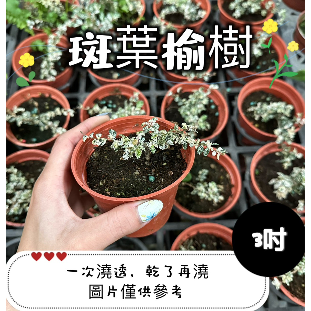 🪴【植入你心❦】斑葉榆樹-觀葉植物-3吋盆-定價80特價70