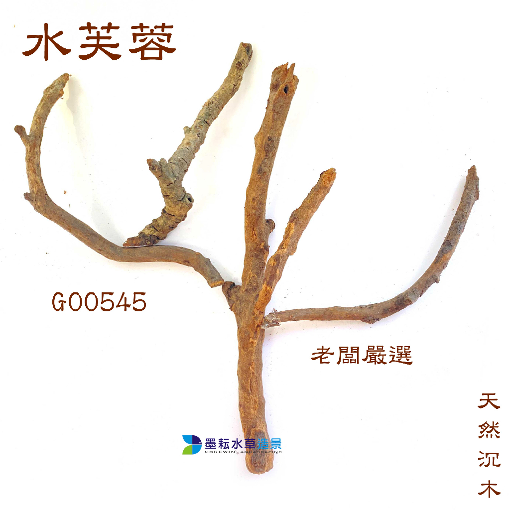 @墨耘@沉木 海芙蓉 G00545 $299 樹狀 樹型 老闆嚴選 天然 蝦屋 蝦木 魚蝦 躲藏 造景 莫絲樹 小榕樹