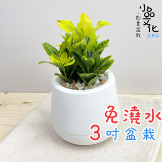 【小品文化】大葉柾木【現貨】3吋雪胖免澆水盆栽 室內植物 懶人盆栽 觀葉植物 水培植物 水培盆栽 植栽