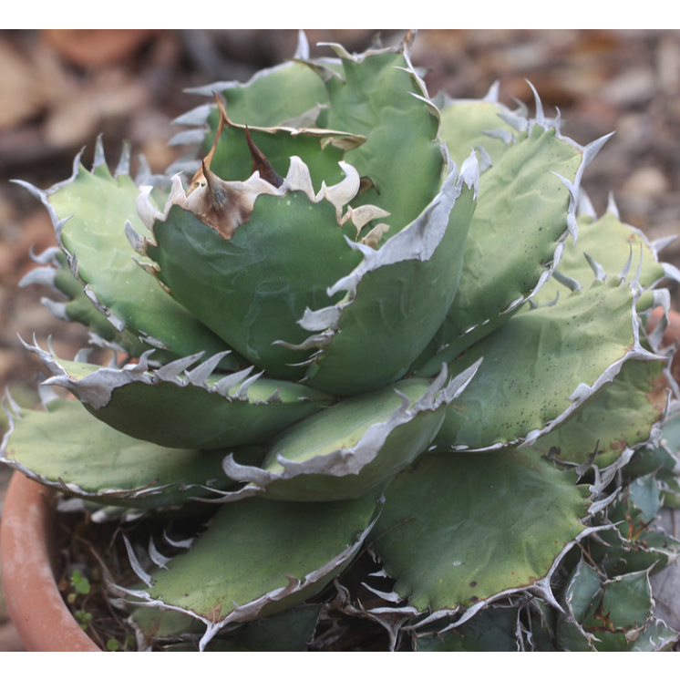 Agave oteroi 綠皮嚴龍 種子