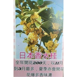 玫森 日本香水桂花 5吋盆 觀花植物