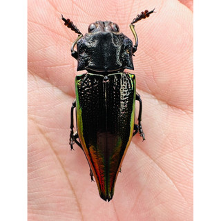 昆蟲標本 Cyphogastra rollei
