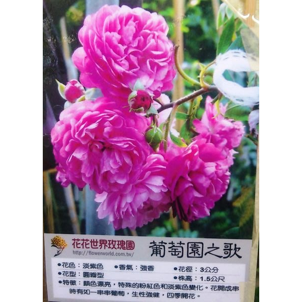 花花世界_玫瑰苗--葡萄園之歌，--淡紫色小輪強香蔓性/3.5吋黑軟盆/高10-30公分/MA