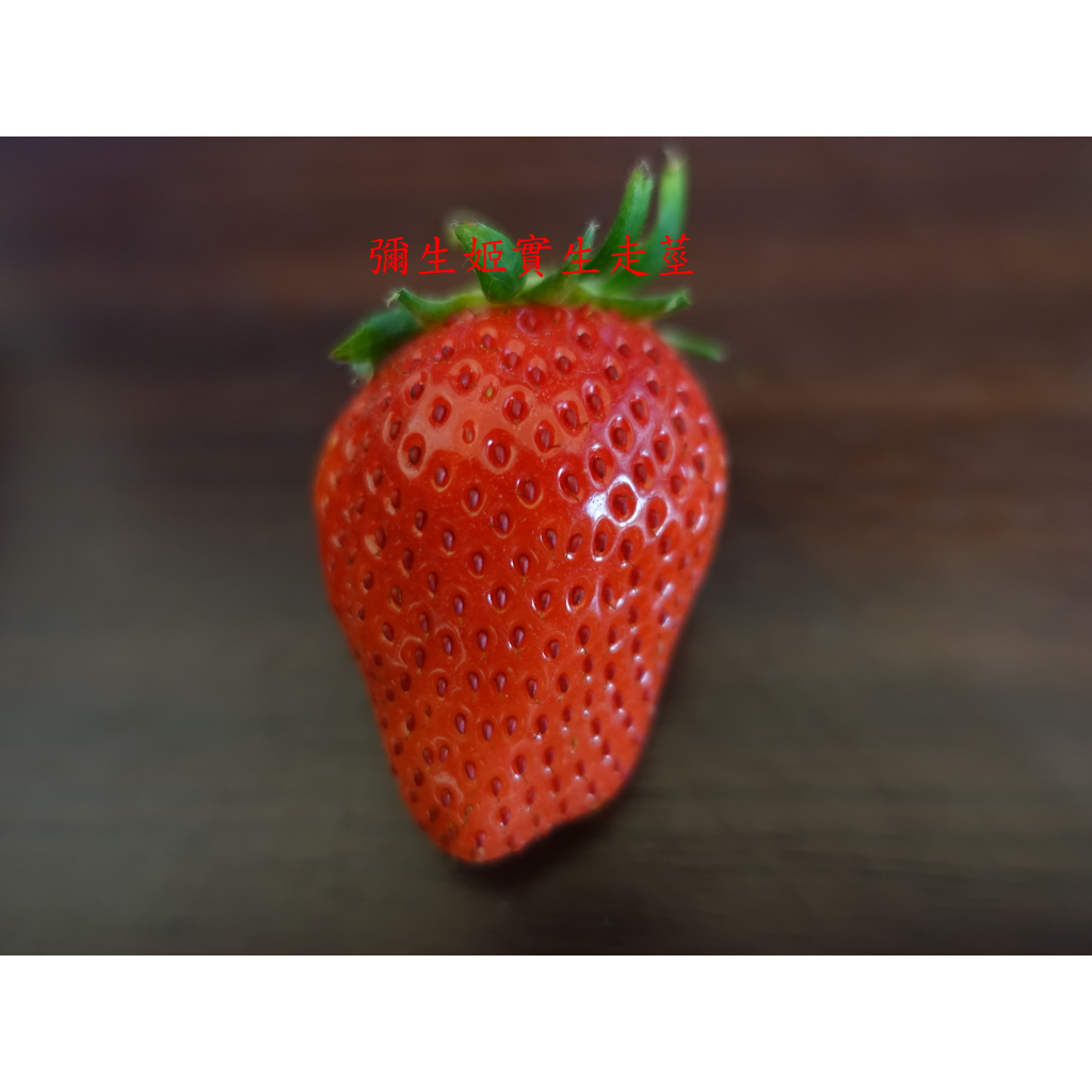 日系草莓苗 彌生姬 實生苗 實生走莖苗 黑軟盆 草莓苗 草莓