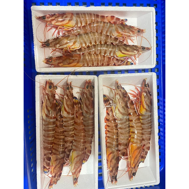 澎湖野生 活明蝦🦐-鱻吃海鮮
