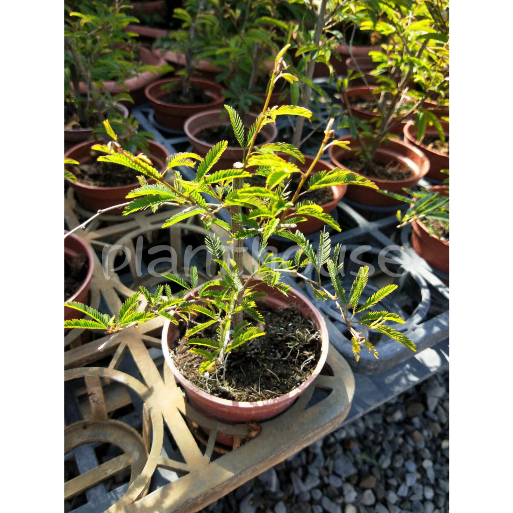 ●○植宅●○香水合歡●○3吋盆●○季節花卉●○