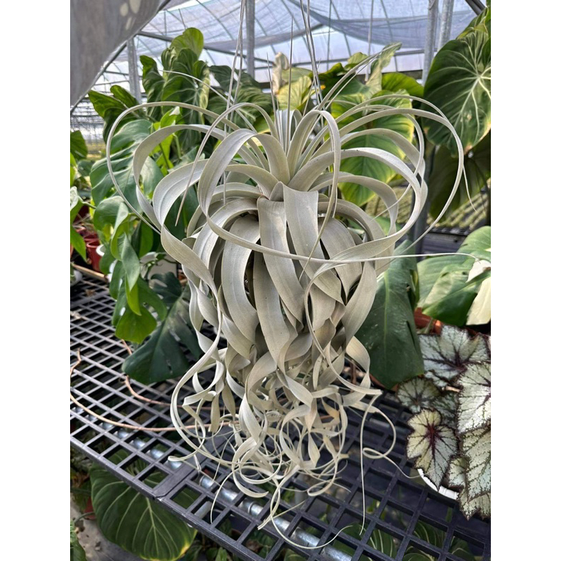 霸王鳳肥芽[特價品]-空氣鳳梨 Tillandisia xerographica-婚禮小物-小植栽