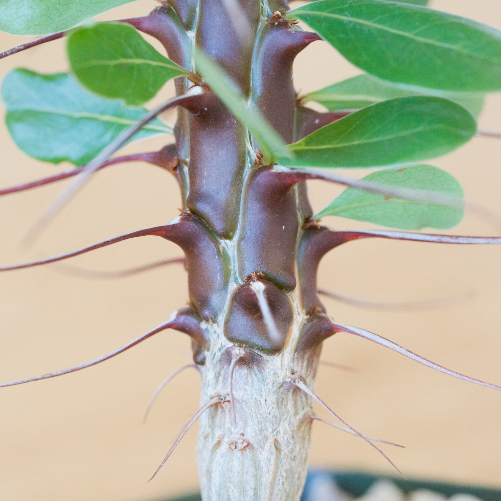 彩皮福桂樹  Fouquieria ochoterenae 種子