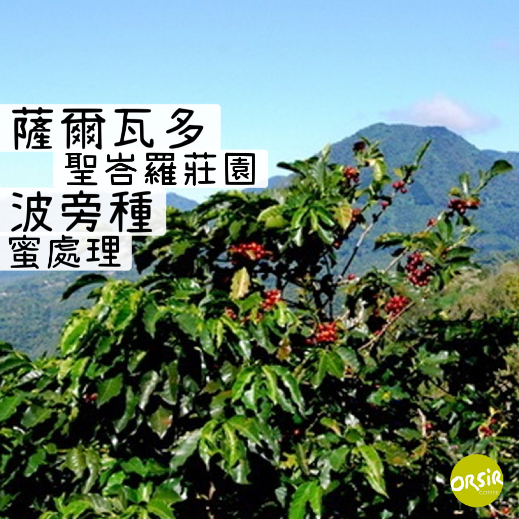 【咖啡豆】	薩爾瓦多 聖峇羅莊園 波旁種 蜜處理【ORSiR 歐舍咖啡】