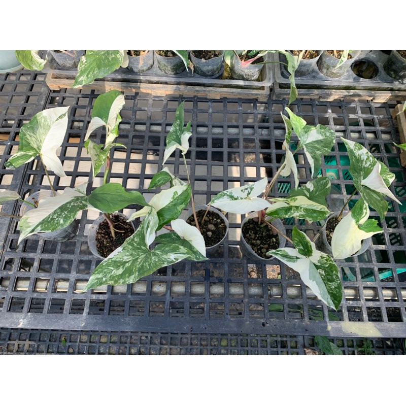 植管局 | 美斑 🔥斑葉合果芋 4-6葉 大塊乳斑 🔥雨林植物 觀葉植物