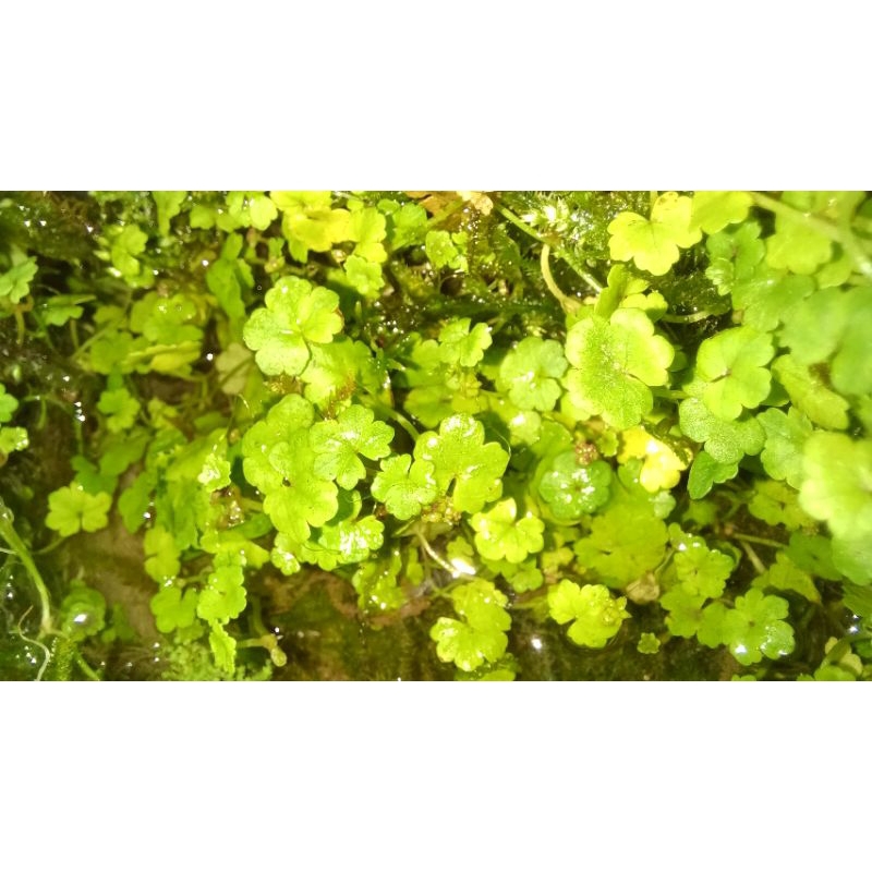 妞妞花園 盆景 水族 植物 稀有 姬天胡荽  一份約20片葉子