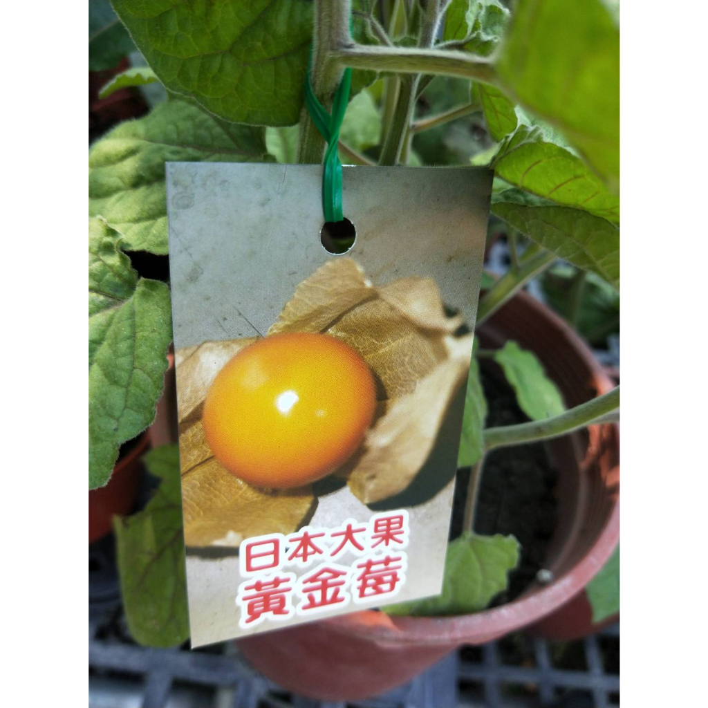 彩綠花果園_水果苗_黃金莓(日本燈籠果)_5/6吋