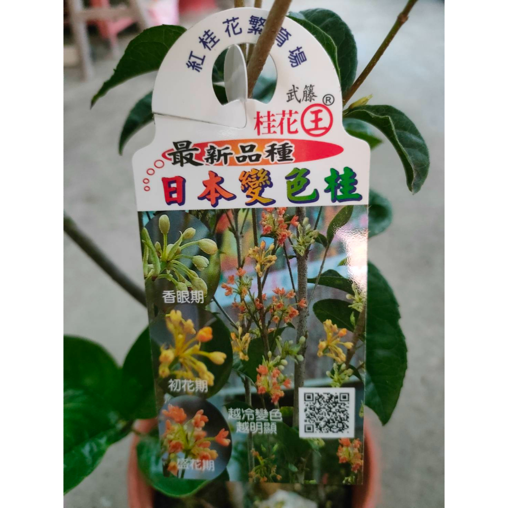 花巷-日本變色桂/桂花品種/開花植物/綠化植物/6吋