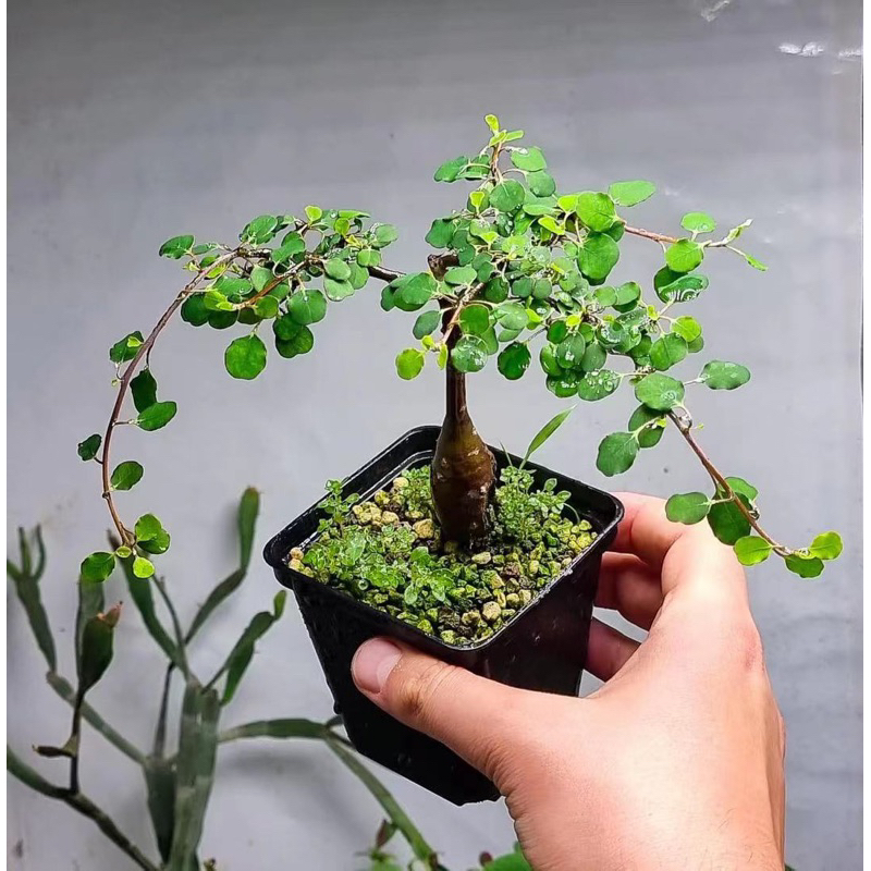 Euphorbia agatheae馬島新種大戟