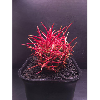 【塊根英雄】大龍冠種子 Echinocactus polycephalus/大龍冠/ 仙人掌科金琥屬