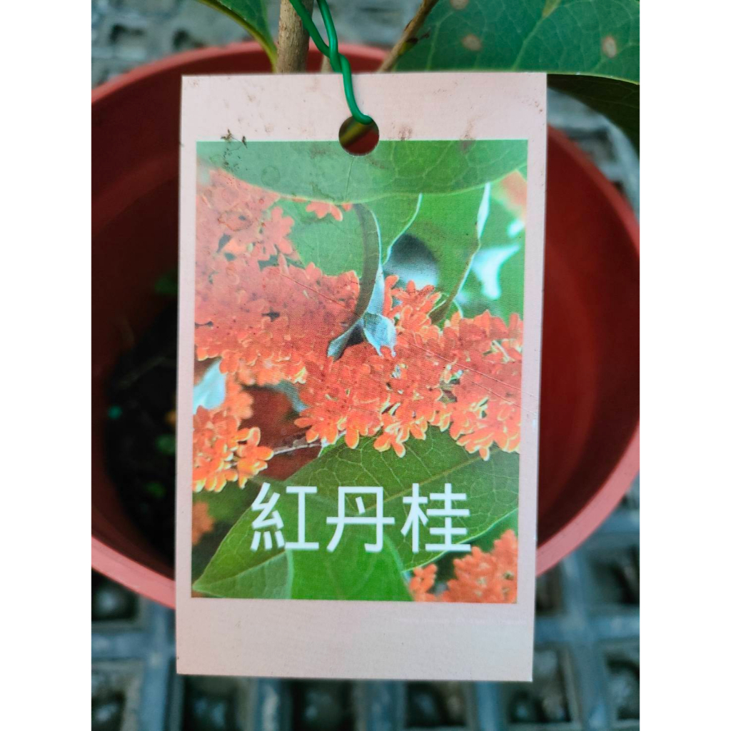 花巷-紅丹桂/桂花品種/開花植物/綠化植物/5吋