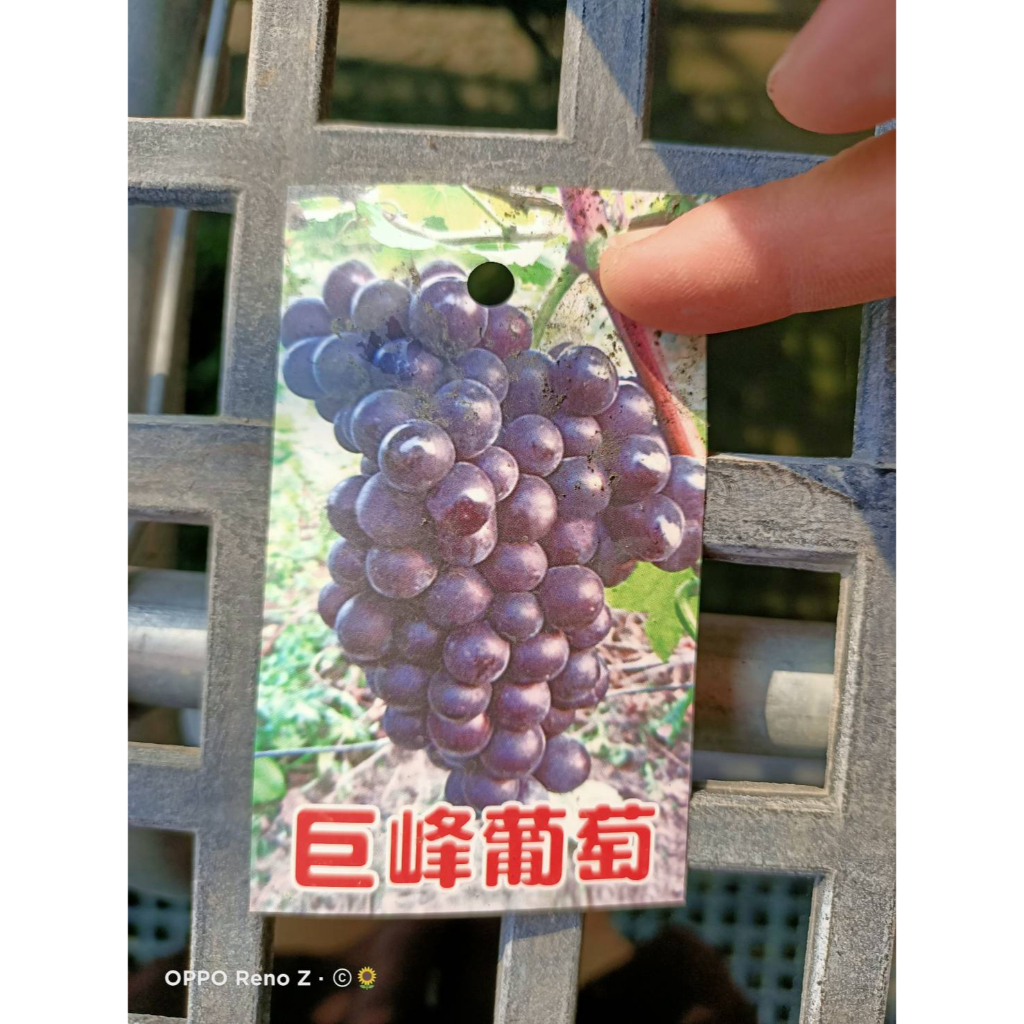 花巷-巨峰葡萄/葡萄品種/水果苗/4吋