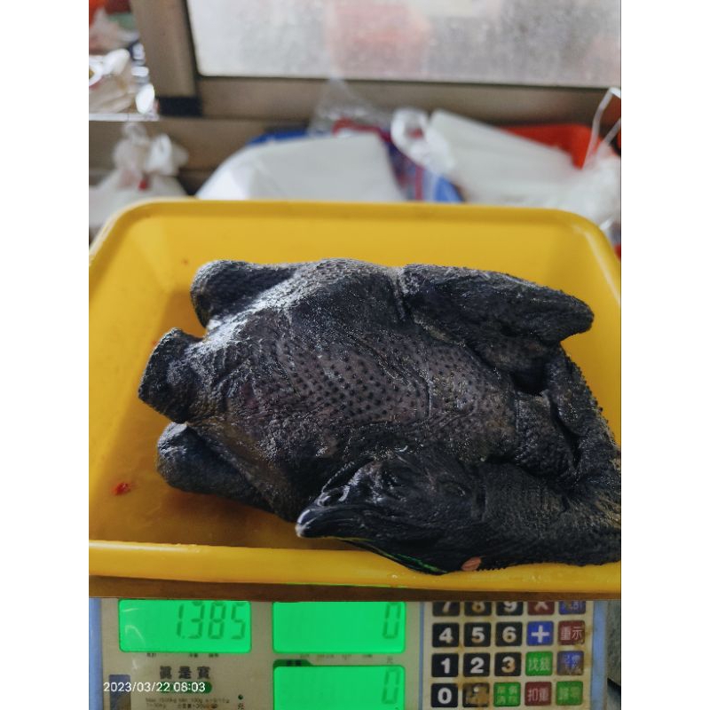 台灣國產烏骨雞，新鮮進補，一隻1.3~1.5公斤