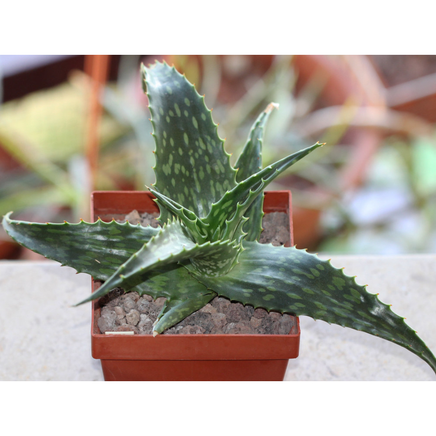 Aloe tweedieae 蘆薈種子 多肉