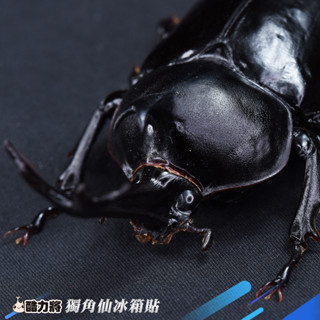 獨角仙冰箱貼_ 模型玩具 非標本