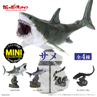 『現貨』 生物大圖鑑-鯊魚篇 BANDAI 扭蛋 轉蛋 【蛋樂寶】