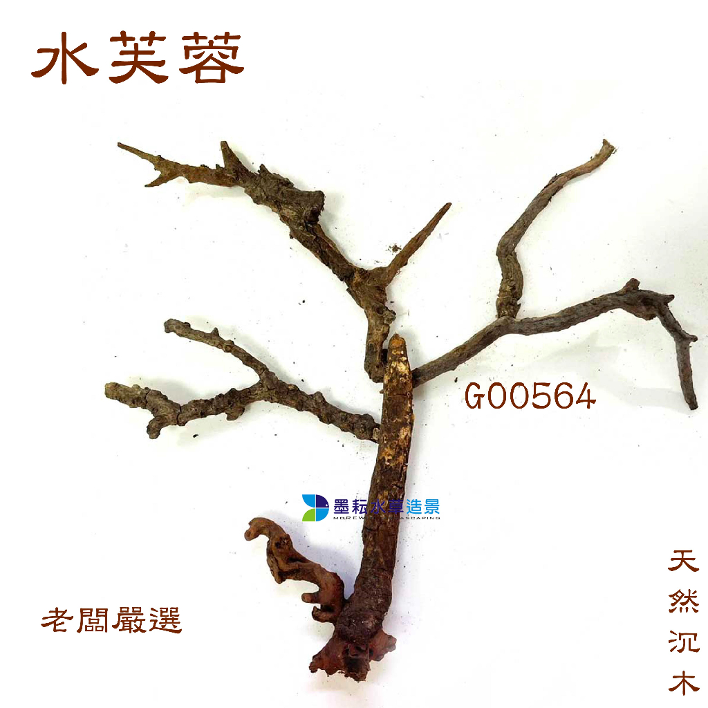 @墨耘@沉木 海芙蓉 G00564 $399 樹狀 樹型 老闆嚴選 天然 蝦屋 蝦木 魚蝦 躲藏 造景 莫絲樹 小榕樹