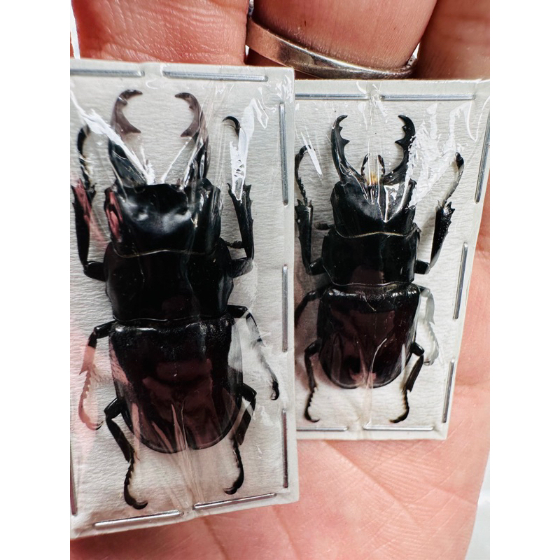 標本 Odontolabis nobuhikoi rare 24mm 標本 Odontolabis nobuhikoi