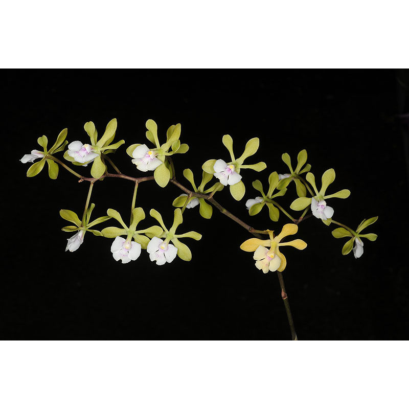 Epidendrum paniculatum x self 蘭花瓶苗