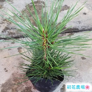 初花農場3店|黑松苗|林木植物|3吋盆|----定價70特價60