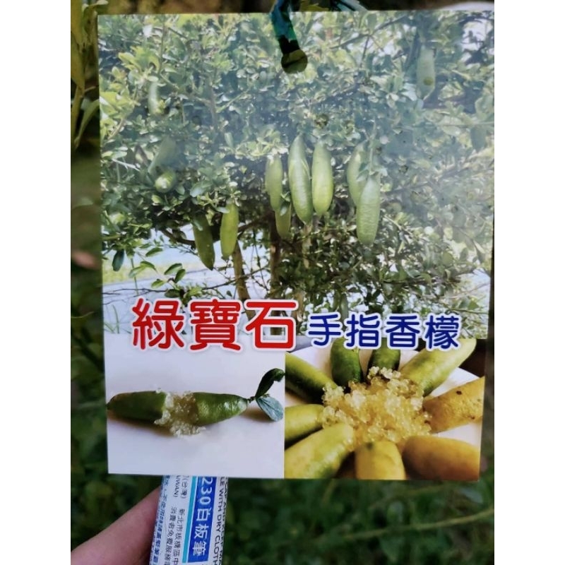 手指檸檬嫁接大苗（綠色果肉）苗已會長果了