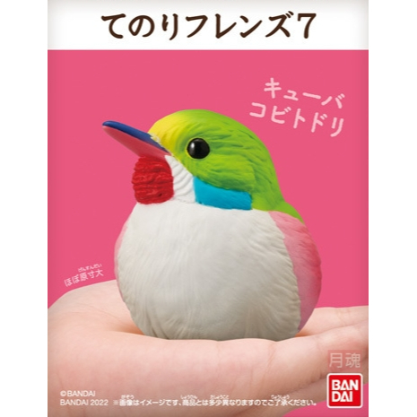 日本 BANDAI 正版盒玩 小鳥 掌上好朋友 7 第七彈 單售 08 雜色短尾鴗 全新未拆 鸚鵡 鳥