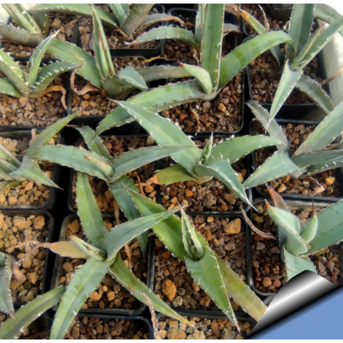 Agave xylonacantha " blue" 龍舌蘭 種子