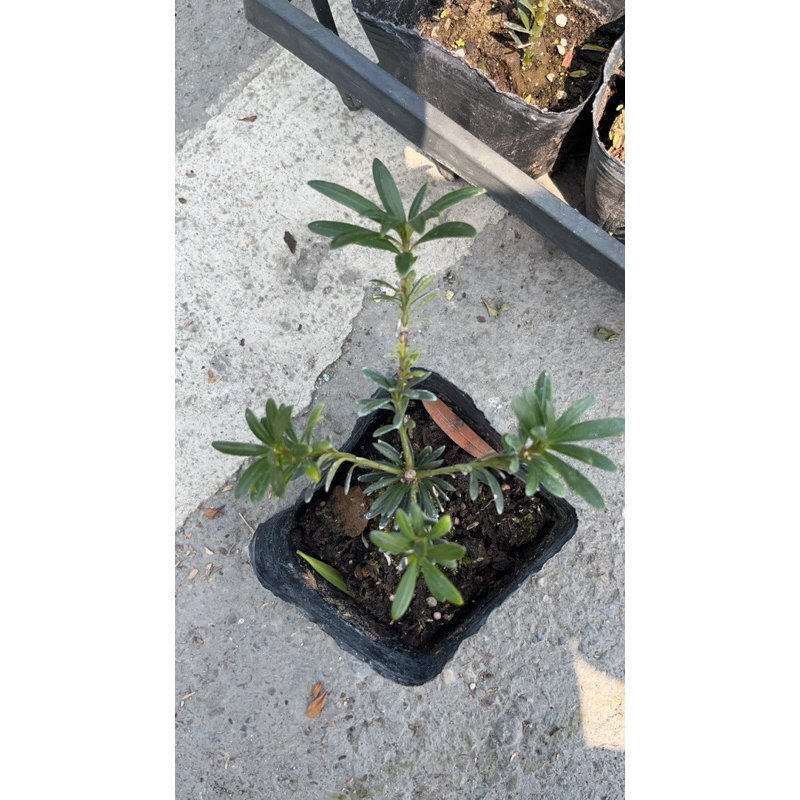 初花農場|紅芽珍珠羅漢松|林木植物|3吋軟袋|越多太陽越漂亮|新芽為紅色----定價150特價120