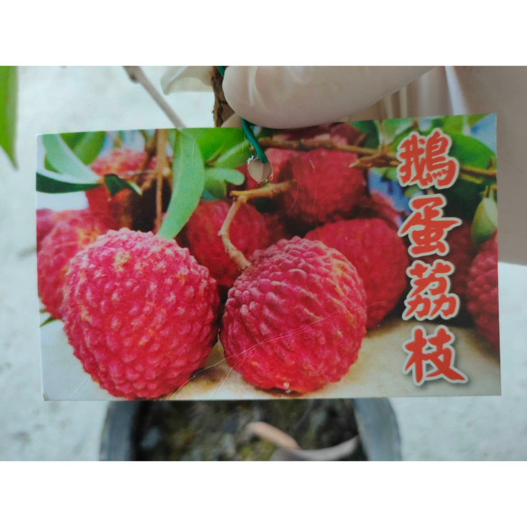 花巷-鵝蛋荔枝(高度30-40公分)/荔枝品種/高壓水果苗/5吋