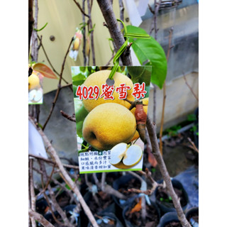 李家果苗 4029蜜雪梨 4吋半盆 嫁接苗 梨子 肉質細緻 脆甜多汁 高度70-80公分 單價280元 特價250元