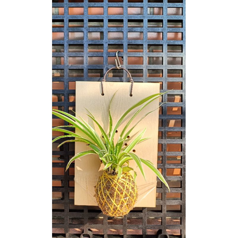 鳳梨吊蘭/上板植物/觀葉植物/室內植物/苔球/鳳梨/淨化空氣/裝飾